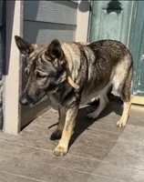 Red, a male German Shepherd Dog for sale in Brookings, OR – Photo 7 of 8