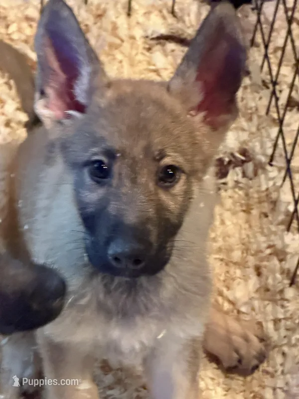 Red Collar – German Shepherd Dog puppy for sale in Brookings, OR