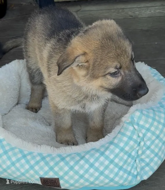 Red – German Shepherd Dog puppy for sale in Brookings, OR