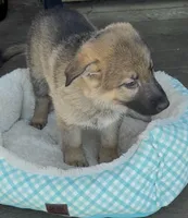Red, a male German Shepherd Dog for sale in Brookings, OR – Photo 1 of 8