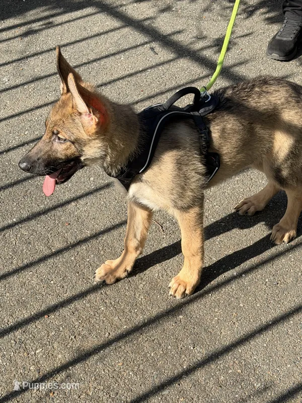 Red Collar – German Shepherd Dog puppy for sale in Brookings, OR