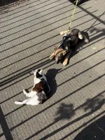Camo Collar, a male German Shepherd Dog for sale in Brookings, OR – 2 of 10