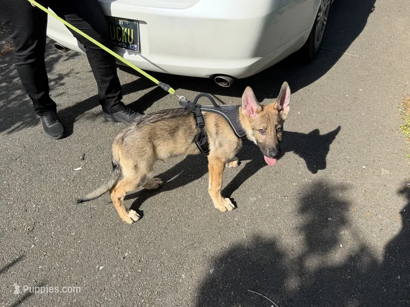 Camo Collar – German Shepherd Dog puppy for sale in Brookings, OR
