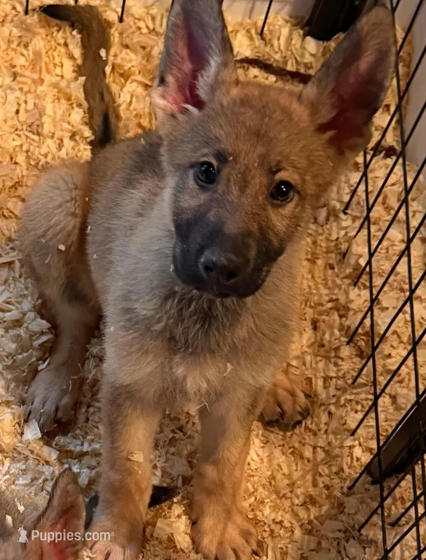 Camo Collar – German Shepherd Dog puppy for sale in Brookings, OR