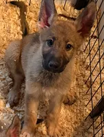 Camo Collar, a male German Shepherd Dog for sale in Brookings, OR – 1 of 10
