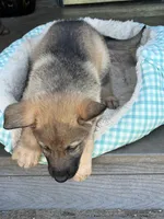 Camo, a male German Shepherd Dog for sale in Brookings, OR – Photo 7 of 9
