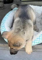 Camo, a male German Shepherd Dog for sale in Brookings, OR – Photo 5 of 9