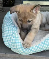 Camo, a male German Shepherd Dog for sale in Brookings, OR – Photo 2 of 9