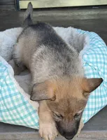 Camo, a male German Shepherd Dog for sale in Brookings, OR – Photo 4 of 9