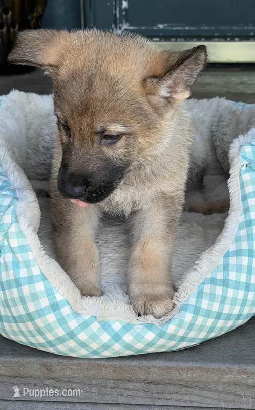 Camo – German Shepherd Dog puppy for sale in Brookings, OR