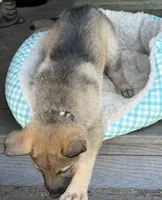 Camo, a male German Shepherd Dog for sale in Brookings, OR – Photo 6 of 9