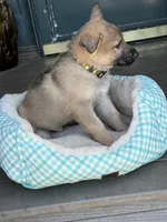Camo, a male German Shepherd Dog for sale in Brookings, OR – Photo 3 of 9