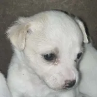 Biggo, a female Rat Terrier and Chihuahua for sale in La Jara, CO – Photo 9 of 9