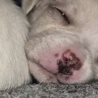 Biggo, a female Rat Terrier and Chihuahua for sale in La Jara, CO – Photo 6 of 9
