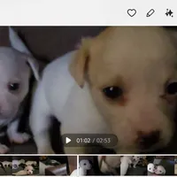 Biggo, a female Rat Terrier and Chihuahua for sale in La Jara, CO – Photo 5 of 9