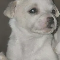 Biggo, a female Rat Terrier and Chihuahua for sale in La Jara, CO – Photo 8 of 9