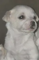 processed/b79482e5-a3bf-4ddd-9eb7-0d71dbcc09a7/listing/7916fd91-ca31-4b74-ae36-659eea91204e/7fd5ff6f-c781-4e31-821c-124bdb7ade81