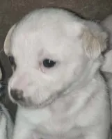 processed/b79482e5-a3bf-4ddd-9eb7-0d71dbcc09a7/listing/7916fd91-ca31-4b74-ae36-659eea91204e/a88a3579-0eb6-4e00-a33f-21b5fd74a0dd