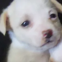 Biggo, a female Rat Terrier and Chihuahua for sale in La Jara, CO – Photo 2 of 9