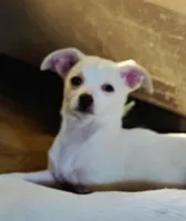 Biggo, a female Rat Terrier and Chihuahua for sale in La Jara, CO – Photo 1 of 9