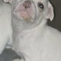 Lolipop, a female Rat Terrier and Chihuahua for sale in La Jara, CO – Photo 6 of 10
