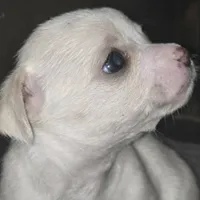 Lolipop, a female Rat Terrier and Chihuahua for sale in La Jara, CO – Photo 10 of 10