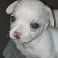 Lolipop, a female Rat Terrier and Chihuahua for sale in La Jara, CO – Photo 7 of 10