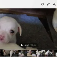 Lolipop, a female Rat Terrier and Chihuahua for sale in La Jara, CO – Photo 3 of 10