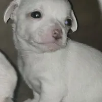 Lolipop, a female Rat Terrier and Chihuahua for sale in La Jara, CO – Photo 5 of 10