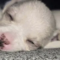 Lolipop, a female Rat Terrier and Chihuahua for sale in La Jara, CO – Photo 9 of 10