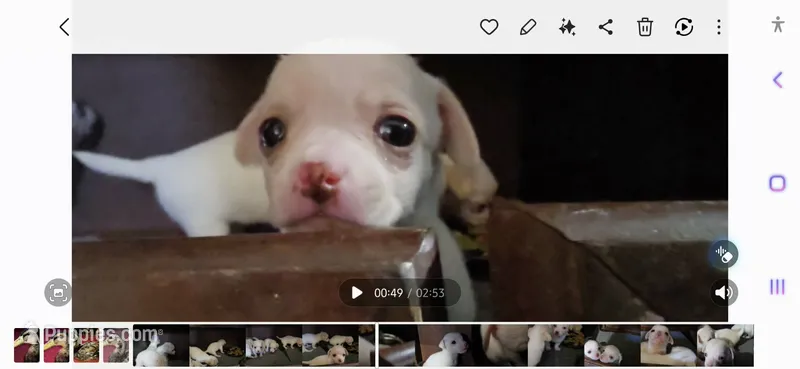 Lolipop – Rat Terrier, Chihuahua puppy for sale in La Jara, CO