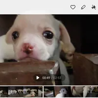 Lolipop, a female Rat Terrier and Chihuahua for sale in La Jara, CO – Photo 1 of 10