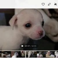 Lolipop, a female Rat Terrier and Chihuahua for sale in La Jara, CO – Photo 4 of 10