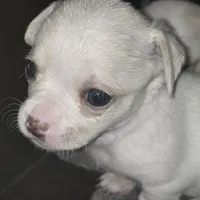 Lolipop, a female Rat Terrier and Chihuahua for sale in La Jara, CO – Photo 2 of 10
