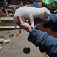 Himz, a male Rat Terrier and Chihuahua for sale in La Jara, CO – Photo 5 of 7