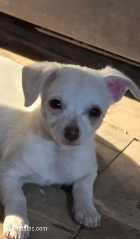 Himz – Rat Terrier, Chihuahua puppy for sale in La Jara, CO