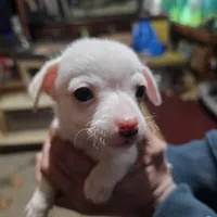 Himz, a male Rat Terrier and Chihuahua for sale in La Jara, CO – Photo 3 of 7