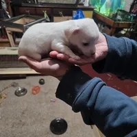 Himz, a male Rat Terrier and Chihuahua for sale in La Jara, CO – Photo 6 of 7