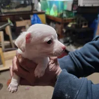 Himz, a male Rat Terrier and Chihuahua for sale in La Jara, CO – Photo 4 of 7