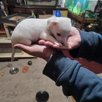 Himz, a male Rat Terrier and Chihuahua for sale in La Jara, CO – Photo 7 of 7