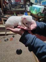 processed/b79482e5-a3bf-4ddd-9eb7-0d71dbcc09a7/listing/c1727175-8dd9-44ba-8bca-f660078d827f/f084465f-4119-435f-acbd-b4a2a539cb7d