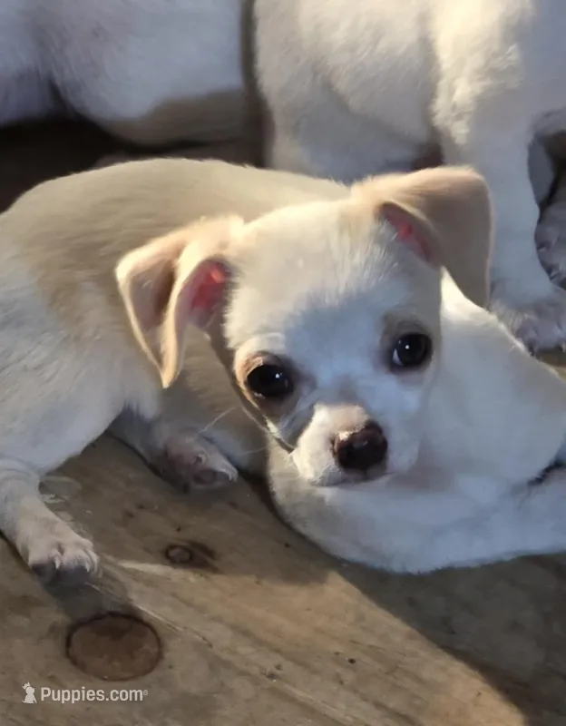 Apple – Rat Terrier, Chihuahua puppy for sale in La Jara, CO
