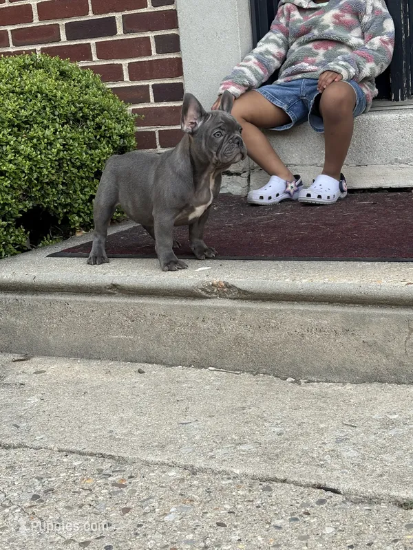 Big Fred – French Bulldog puppy for sale in Woodbury, NJ