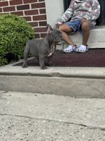 Big Fred, a male French Bulldog for sale in Woodbury, NJ – 1 of 4