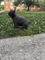 Big Fred, a male French Bulldog for sale in Woodbury, NJ – 4 of 4