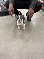 Ace, a male French Bulldog for sale in Woodbury, NJ – 1 of 1