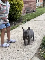 Big Fred, a male French Bulldog for sale in Woodbury, NJ – 2 of 4