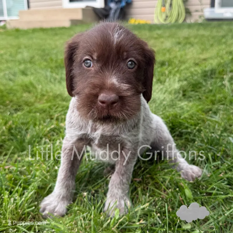 Grey – Wirehaired Pointing Griffon puppy for sale in Williston, ND