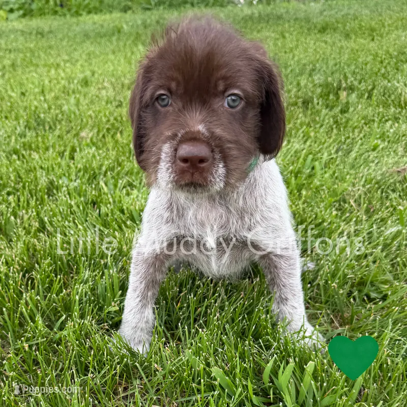 Green – Wirehaired Pointing Griffon puppy for sale in Williston, ND