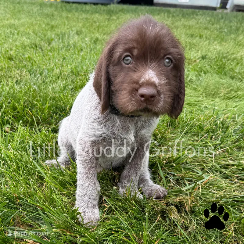Black – Wirehaired Pointing Griffon puppy for sale in Williston, ND